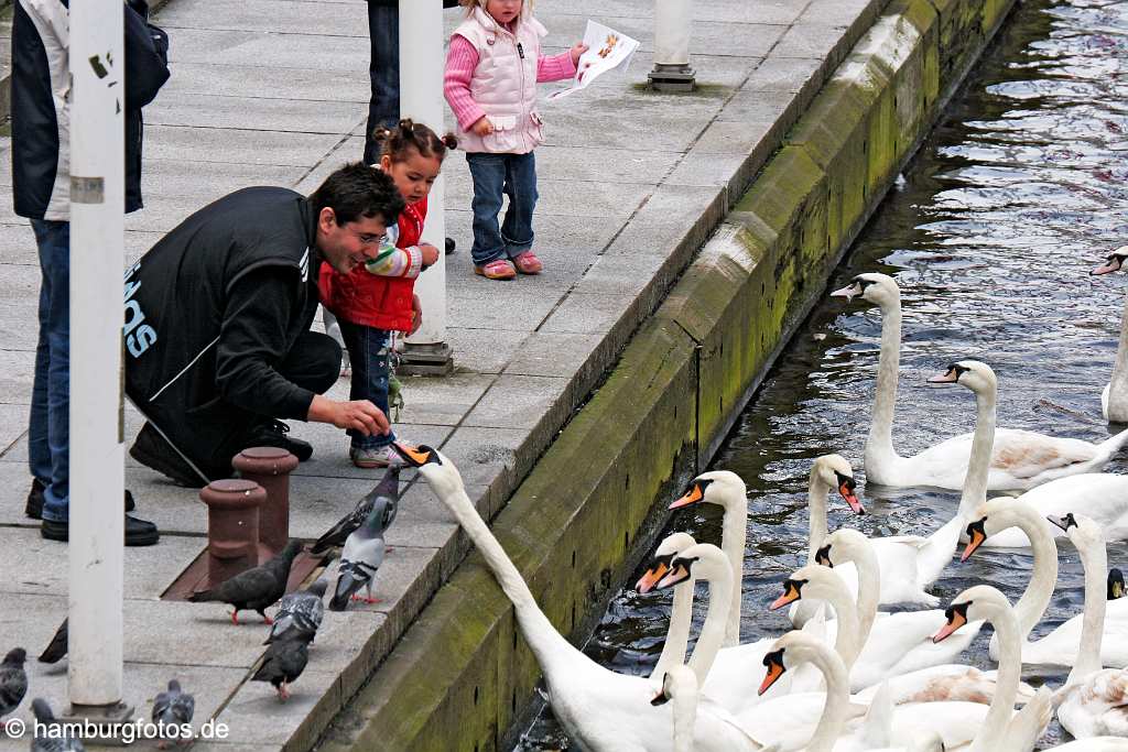 id106823 Hamburg | Schwäne werden gefüttert