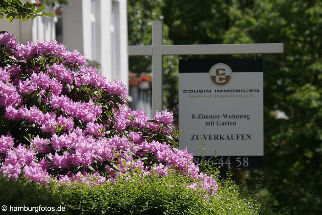 id106851 Hamburg | Uhlenhorst, blühender Rhododendron mit Maklerschild