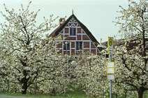 id10259 Altes Land - Fachwerkhaus, Apfelblüte