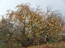 id113453 Altes Land - herbstlicher Apfelbaum mit reifen Fruechten