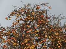 id113454 Altes Land - herbstlicher Apfelbaum mit reifen Fruechten
